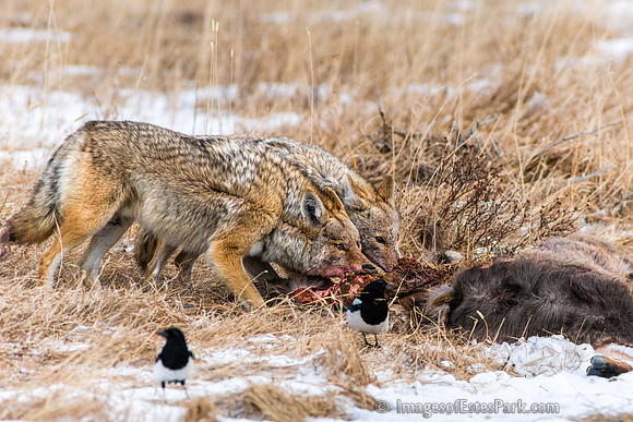Breakfast for Two - RMNP
