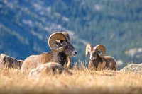 Rocky Mountain Big Horn Rams, RMNP 2014