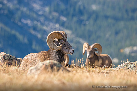 Rocky Mountain Big Horn Rams, RMNP 2014