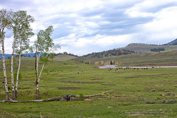 Bison Nursery