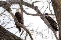 Wintering Eagles at Johnson Lake, Nebraska 1