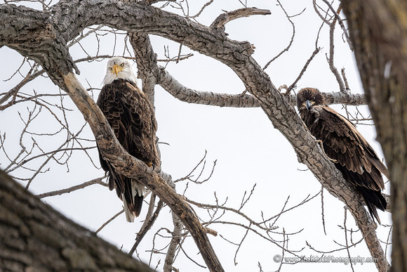 Wintering Eagles at Johnson Lake, Nebraska 1