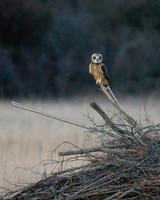 Platte River Short-Eared Owl - Waiting for LiftOff!