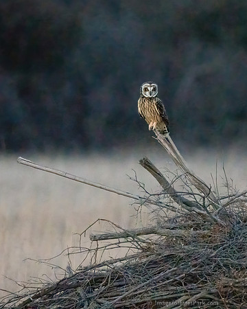 Platte River Short-Eared Owl - Waiting for LiftOff!