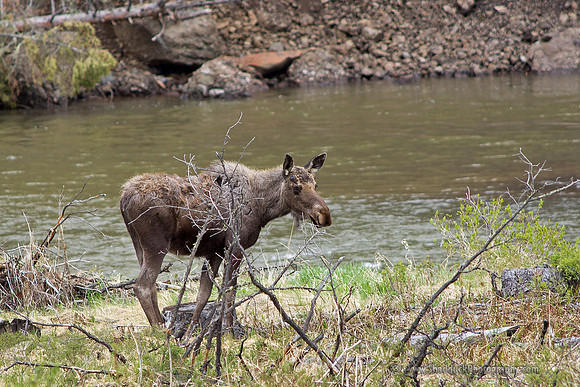 Just East of Yellowstone Natl Park 2012 054