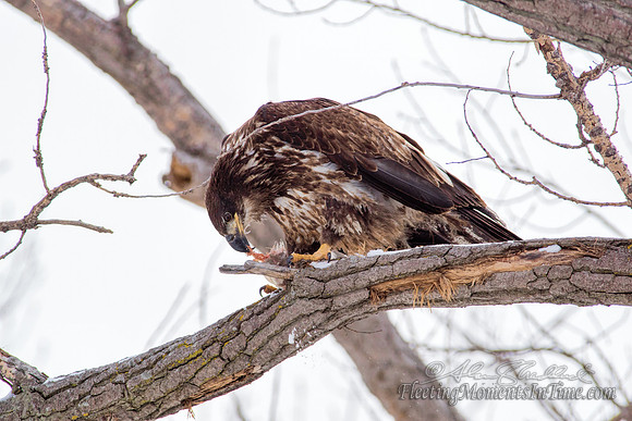 Wintering Eagles at Johnson Lake, Nebraska 3