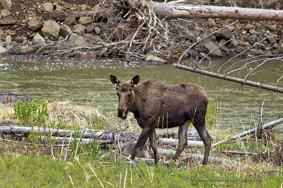 Just East of Yellowstone Natl Park 2012 055