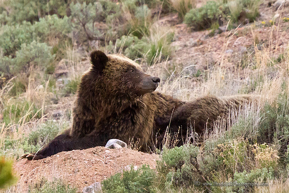 Grizzly Sow "QuadMom" resting with Cubs