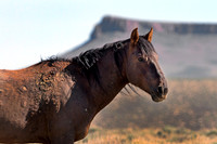 Pilot Butte Mustangs, May 2012