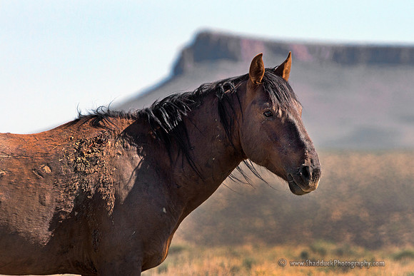 Pilot Butte Mustangs, May 2012
