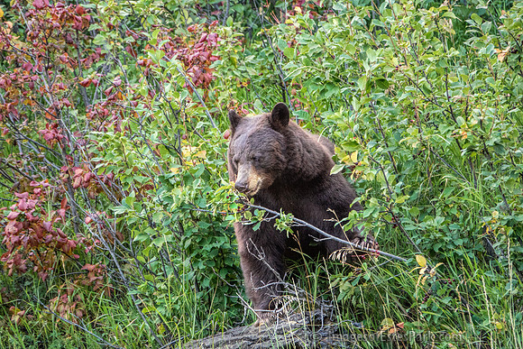 Estes Park Black Bear Gorging on Berries
