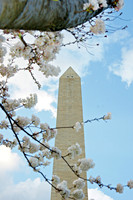 04 DC Cherry Blossom 03292009