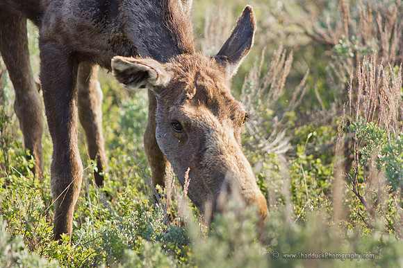 Teton Moose Spring 2012