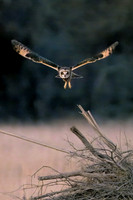 Platte River Short-Eared Owl - Vertical Orientation