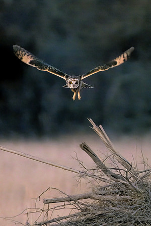 Platte River Short-Eared Owl - Vertical Orientation