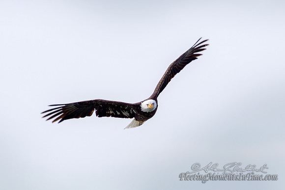 Wintering Eagles at Johnson Lake, Nebraska 4